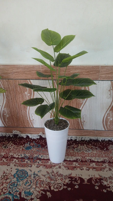 درختچه پتوس سبز