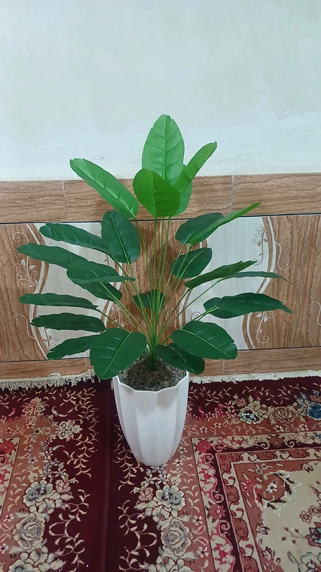 درختچه پرنده بهشتی