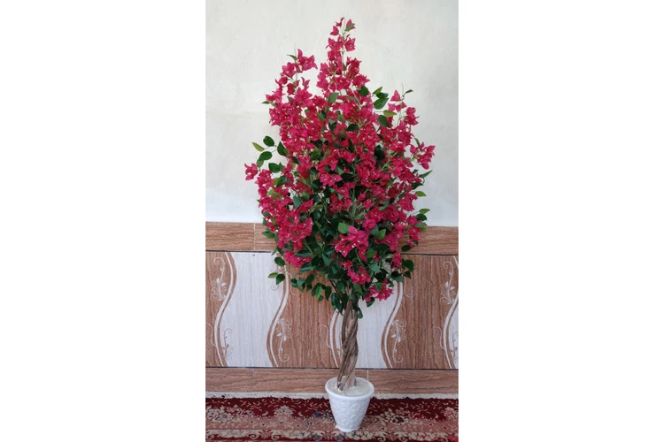 درختچه گل کاغذی