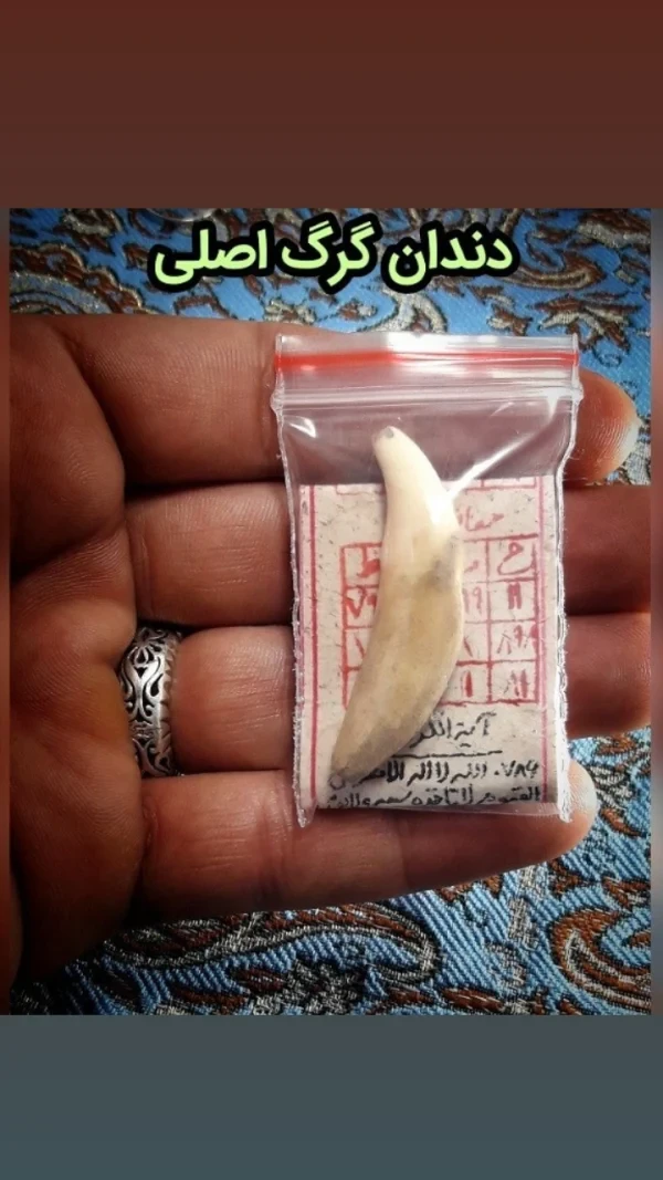 دندان نیش گرگ