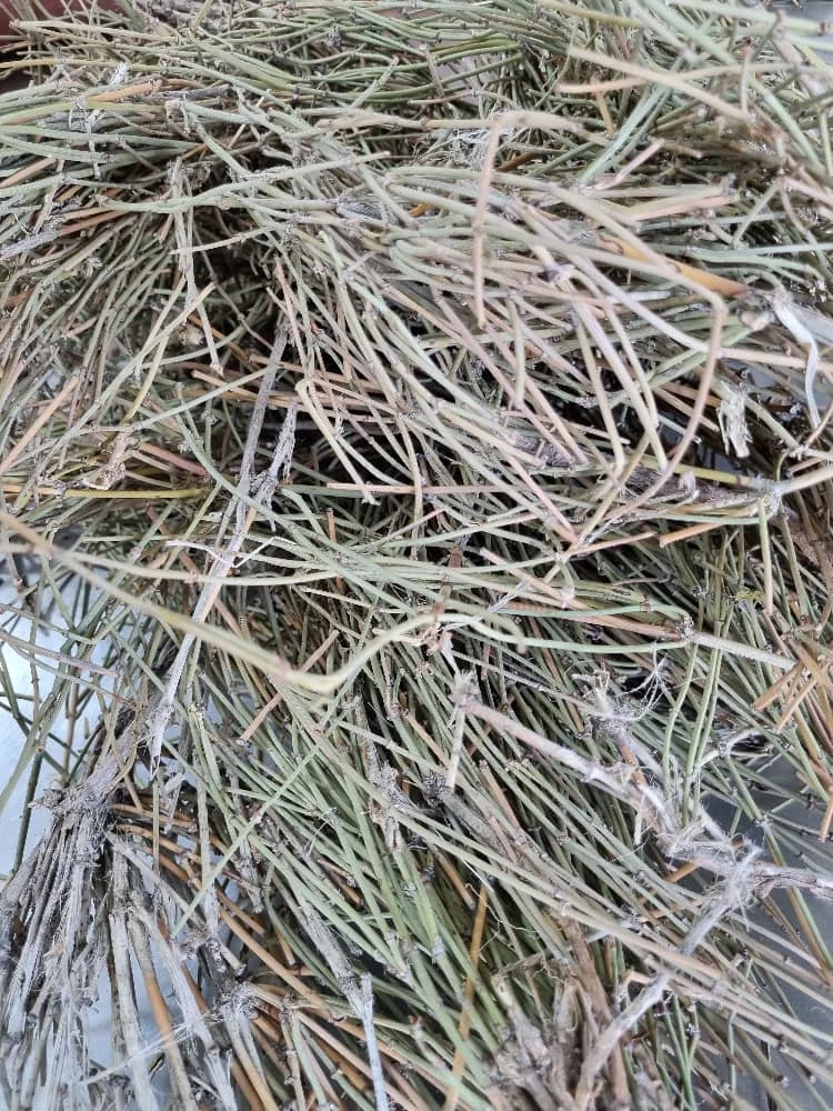 ریش بز