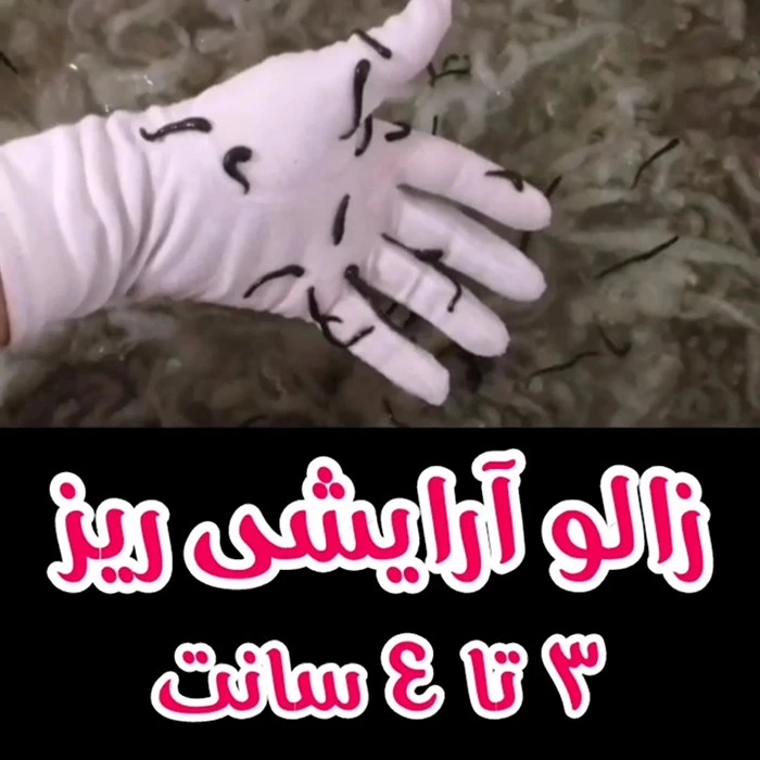 زالو آرایشی ریز 3تا4 سانت تکی
