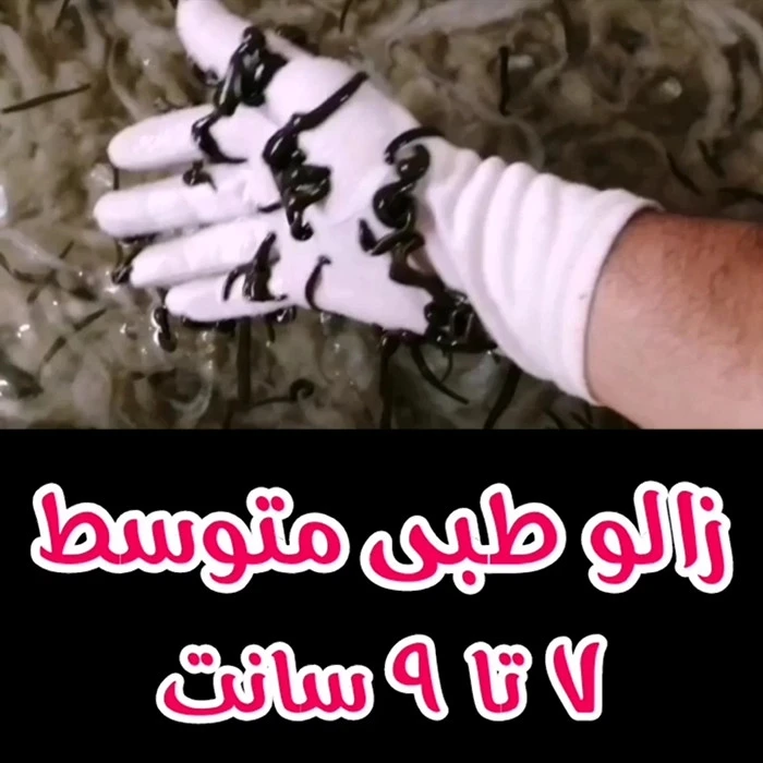 زالو طبی متوسط 7تا9 سانت پکی