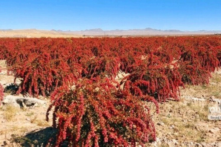 زرشک دانه اناری