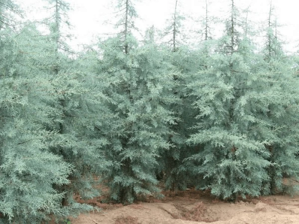 سرو نقره ای