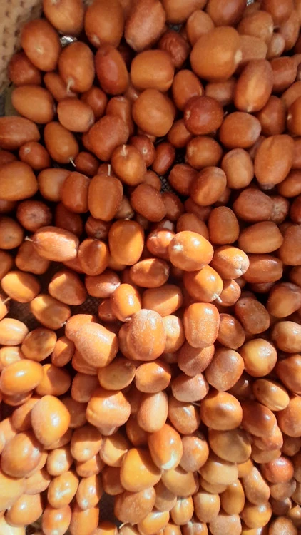 سنجد قزل