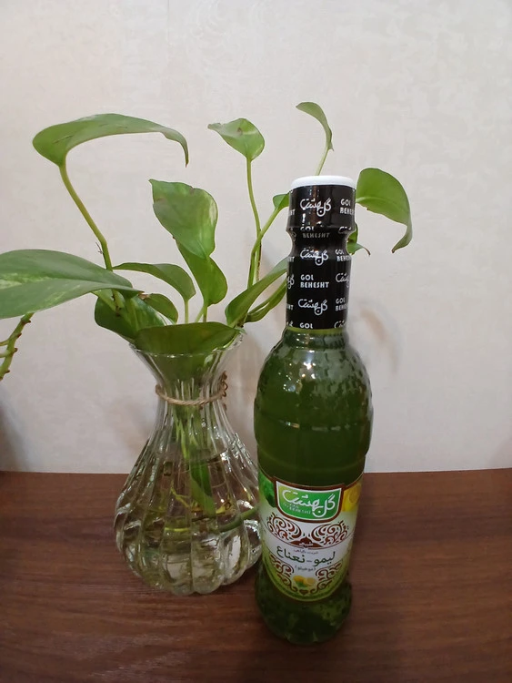 شربت موهیتو گل بهشت