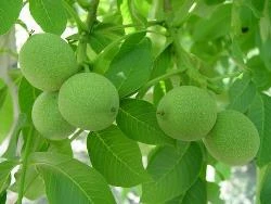 طرح توجيهی فني،مالي و اقتصادي باغداري و پرورش ميوه جات با ظرفيت پانزده هكتار