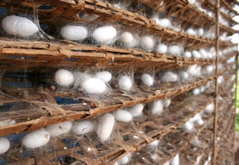 طرح توجيهی فني، مالي و اقتصادي پرورش كرم ابريشـم با ظرفيت 600 جعبه در يك دوره