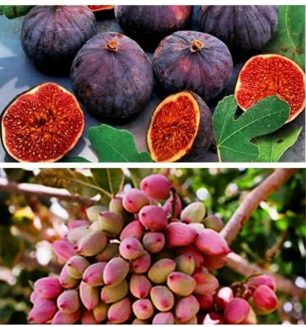 طرح توجیهی بسته بندی میوه جات (پسته و انجیر) به همراه فایل کامفار