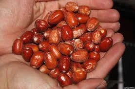 طرح توجیهی توسعه کاشت گیاهان دارویی سنجد