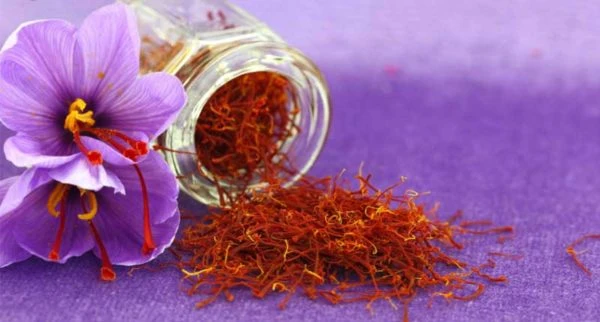 طرح توجیهی تولید زعفران به شیوه سنتی با نرم افزار کامفار COMFAR