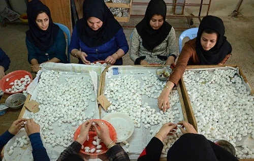 طرح توجیهی پرورش كرم ابريشـم با ظرفيت 400 جعبه در يك دوره