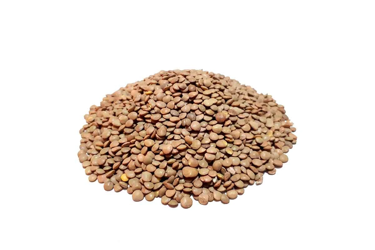 عدس ریز