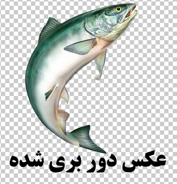 عکس png ماهی