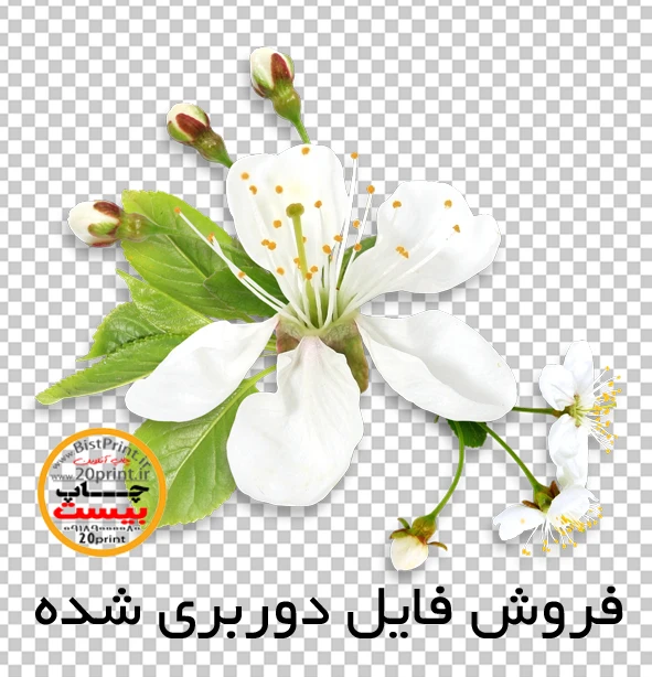 عکس شکوفه درخت