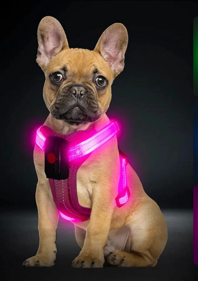 قلاده کتفی LED دار سایز m قابل شارژ اورجینال امازون المان
