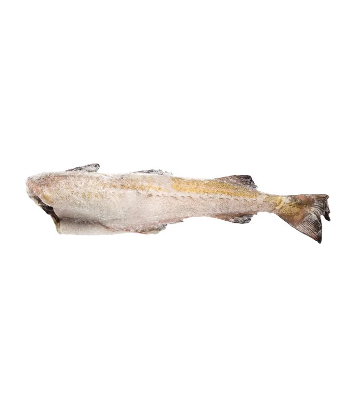 ماهی شیر جنوب تازه