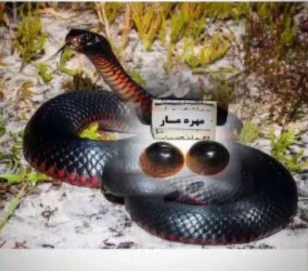 مهره مار شاه کبری سرخ