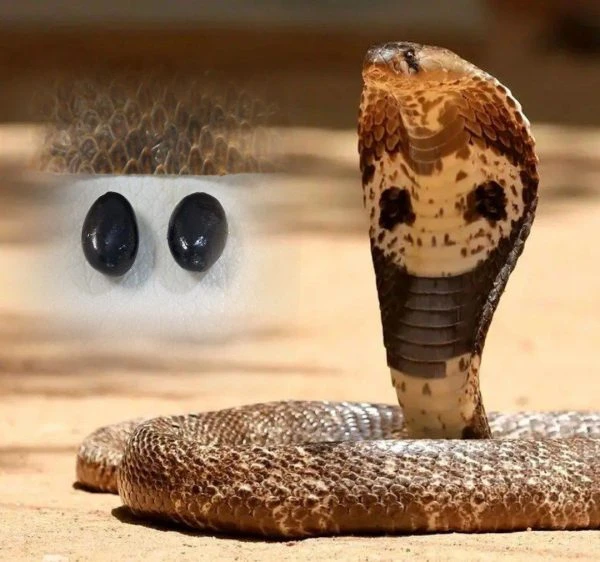 مهره مار لوبیایی