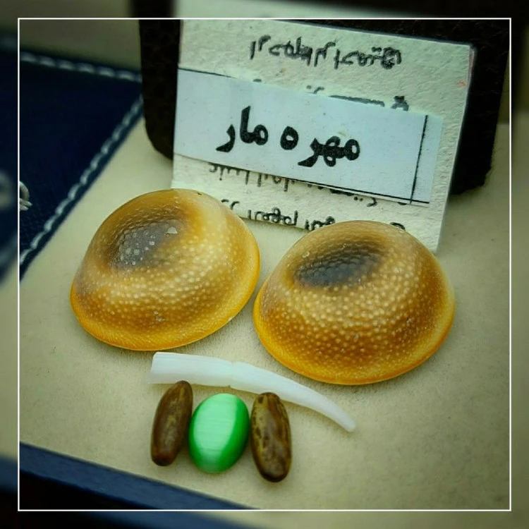 مهره مار مامبای آفریقایی