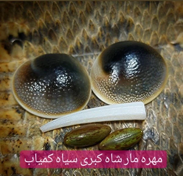 مهره مارشاه کبری سیاه کمیاب
