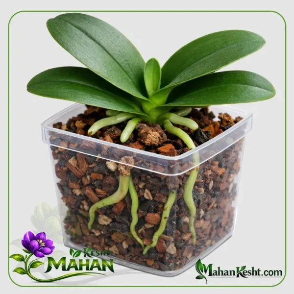 نشا ارکیده سفید خالدار