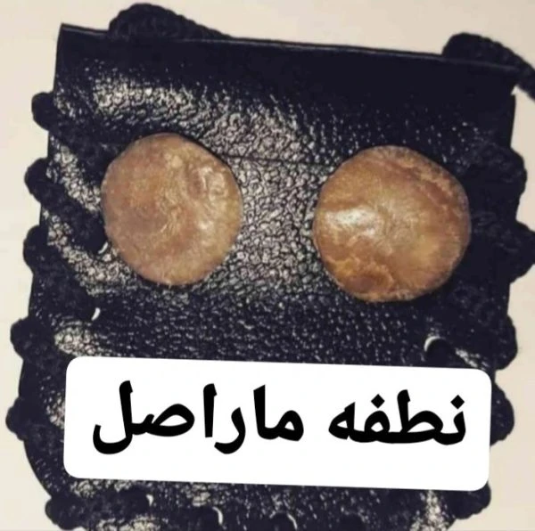 نطفه مار اصل