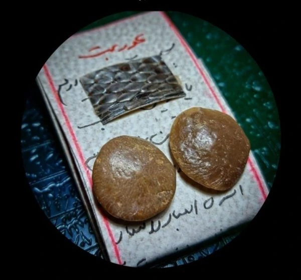 نطفه مار افعی