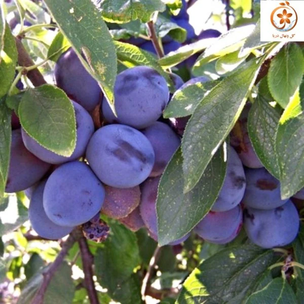 نهال آلو