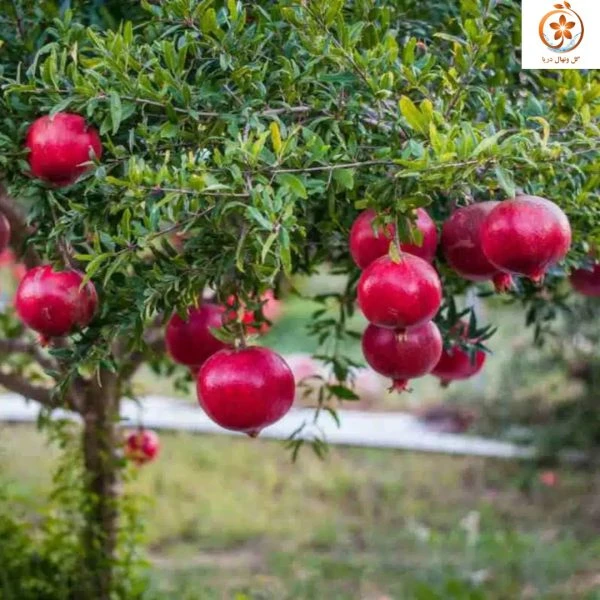 نهال انار نایلکس