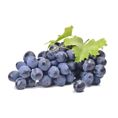 نهال انگور ترکمن 4 (مویز)