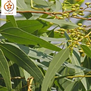 نهال اکالیپتوس