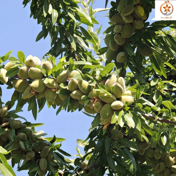 نهال بادام پیوندی