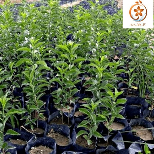 نهال توت زینتی نایلکس