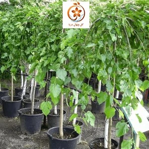 نهال توت مجنون نایلکس