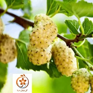 نهال توت نایلکس بزرگ