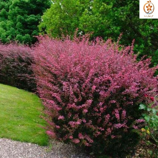 نهال زرشک زینتی