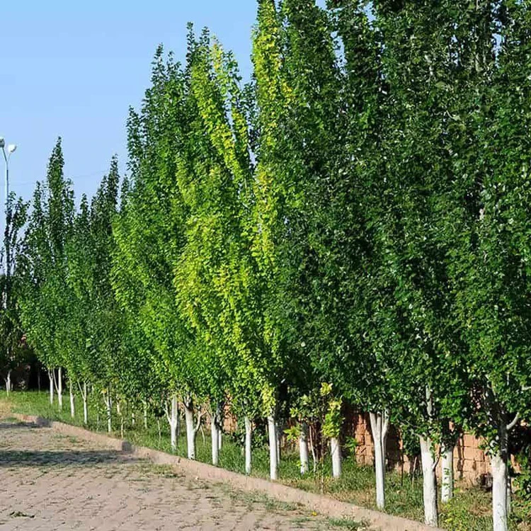 نهال صنوبر ترکیه درختی اقتصادی و سودده