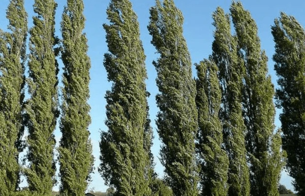 نهال صنوبر نایلکس