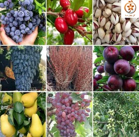 نهال های میوه نایلکس ریشه پر