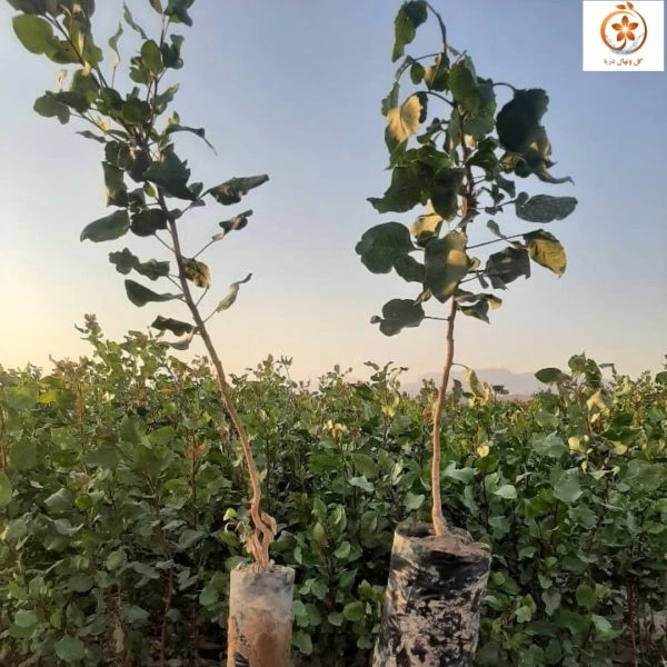 نهال پسته دو ساله