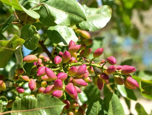 نهال پسته ۲ ساله