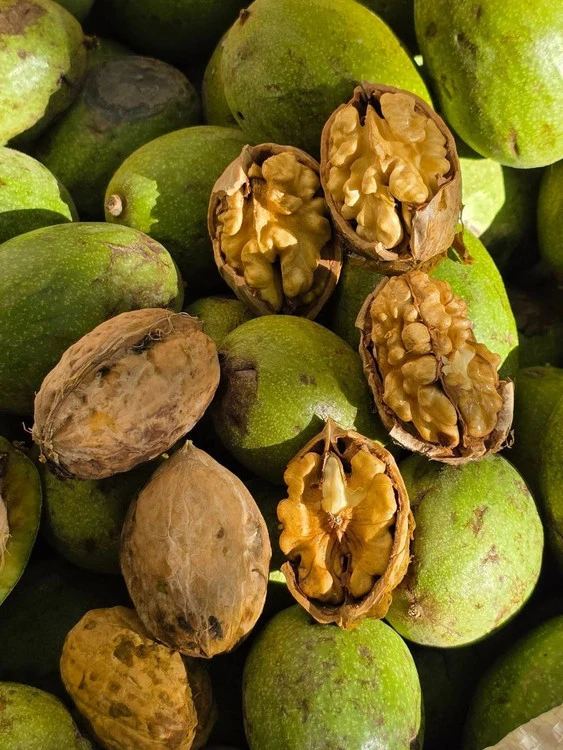 نهال گردو فرنور فرانسه پیوندی و مقاوم در برابر سرما