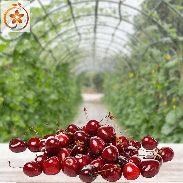 نهال گیلاس درجه1