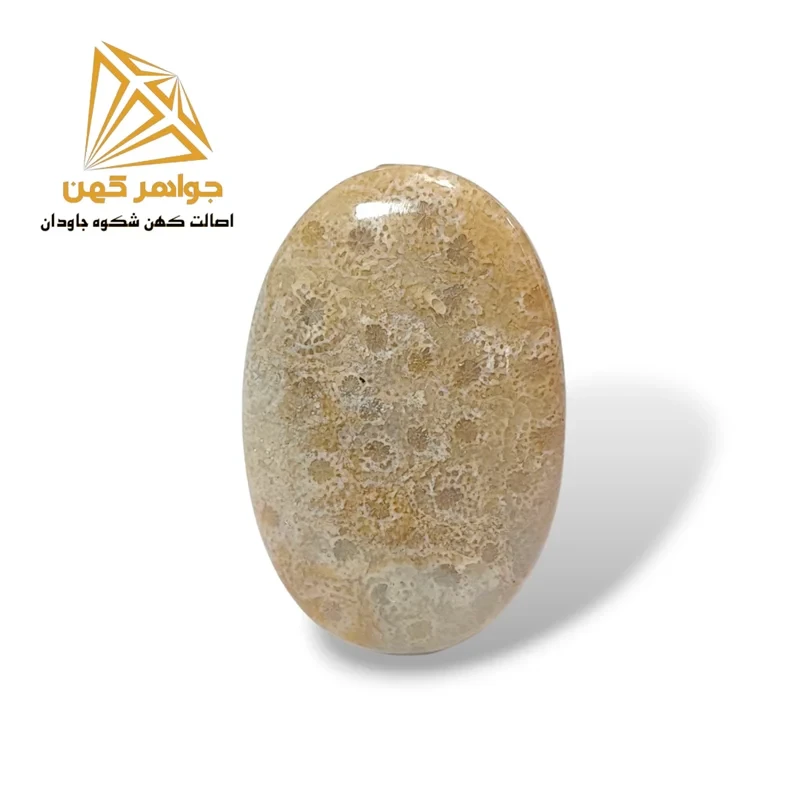 نگین فسیل مرجان (کد ۲)