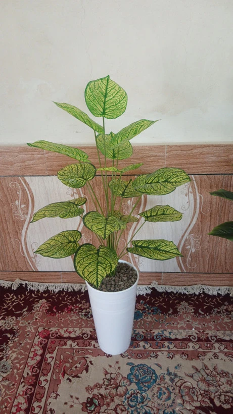 پتوس سبز و زرد