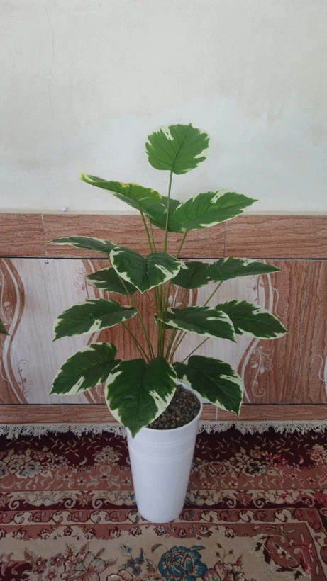 پتوس سبز و سفید