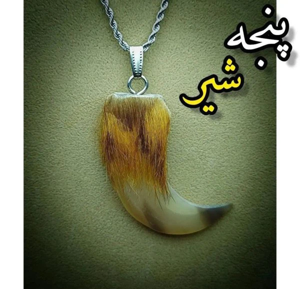 پنجه شیر آفریقایی 