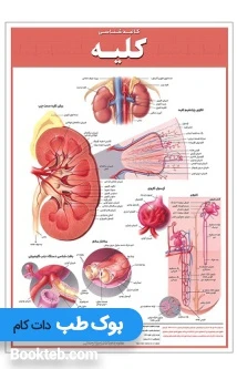 پوستر کالبدشناسی کلیه